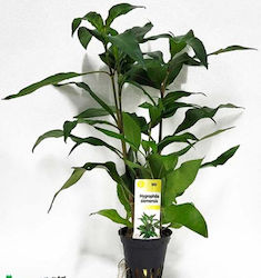 Ζωντανα Φυτα Ενυδρειου Hygrophila Siamensis Ζωντανα Φυτα Ενυδρειου Hygrophila Siamensis