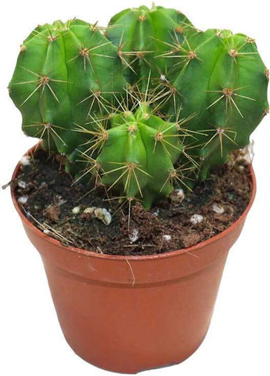Heliabravoa Chende 8,5cm Pflanzen Heliabravoa Chende 8,5cm Pflanzen