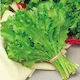Evotris Semințe Endive (Cichorium) Romanesca 7gr