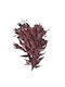 Eukalyptus Getrocknet Rot 150gr