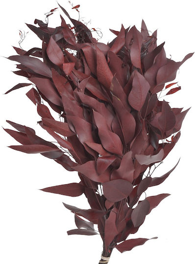 Eukalyptus Getrocknet Rot 150gr