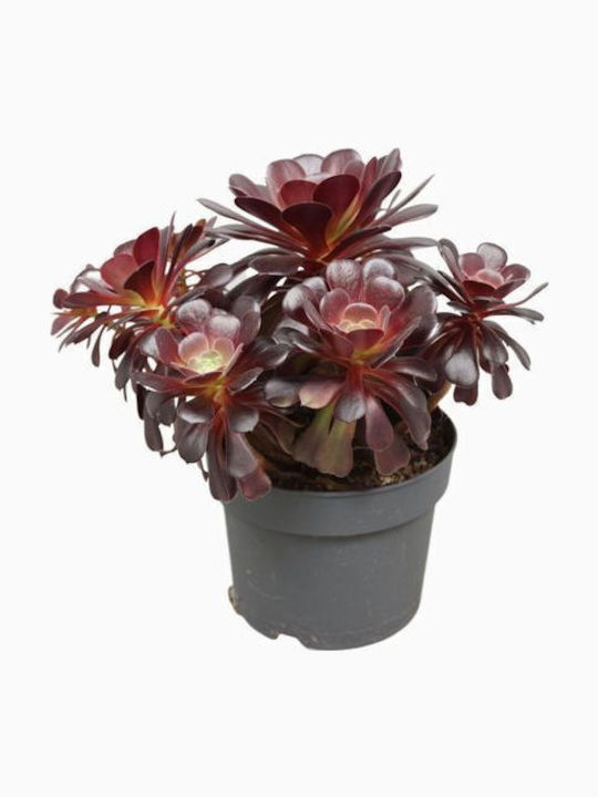 Αιώνιο Aeonium Arboreum