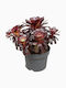 Αιώνιο Aeonium Arboreum