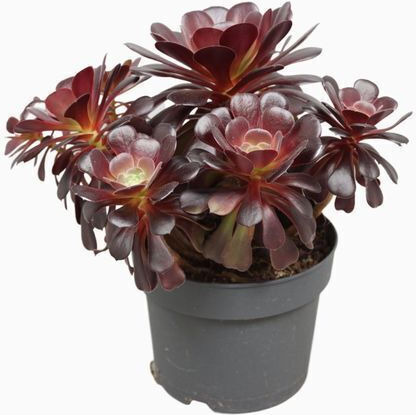 Дърво Ηouseleek Aeonium Arboreum