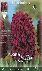 Gemma Bulbs Hyacinthus Red 3pcs