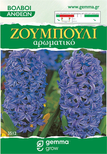 Gemma Samen Hyacinthus Rot Gemma Samen Hyacinthus Rot