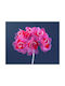 Blumen Rsa176 Orange