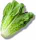 Evotris Seeds Lettuce Straight 25gr