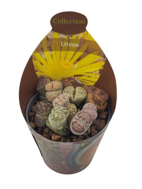 Lithops Mehrfarbige Steine Für Pflanzen