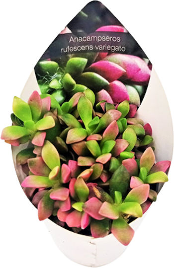 Cactus Succulent Variegata