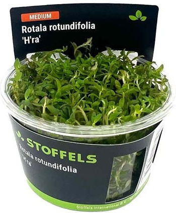Stoffels Acorus Gramineus Rotala Live Aquarium Plant Rotundifolia H'ra In Vitro