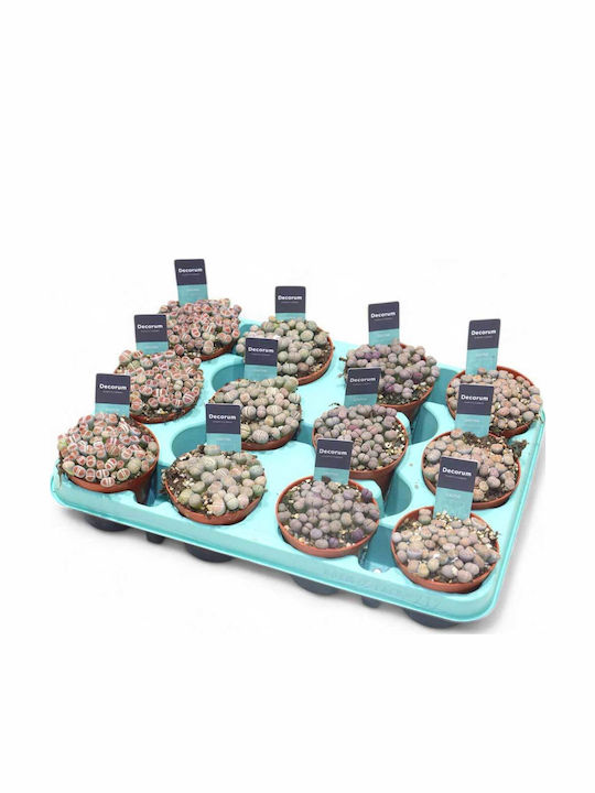 Lithops 8.5cm Lithops 8.5cm