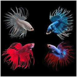 Crowntail Male Gladiator Various Colors