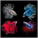 Crowntail Männlicher Monomachos Verschiedene Farben