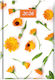 Daily Diary 2026 Theofylaktos 14.5x20.5cm Marigold White 6899902