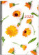Ημερολόγιο Ημερήσιο 2026 Θεοφύλακτος 9x13cm Marigold Λευκό 7059902