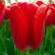 Tulpe Zwiebel Blumenstrauß Rotes