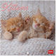 Wall Calendar 2026 Legami 18x18cm Kittens Cal26...