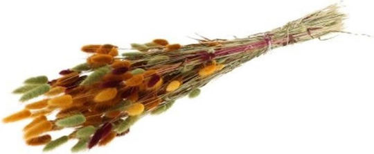 Lagurus Herbstliche Blumen