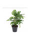 Monstera Monstera Adansonii H:35cm Ø14cm