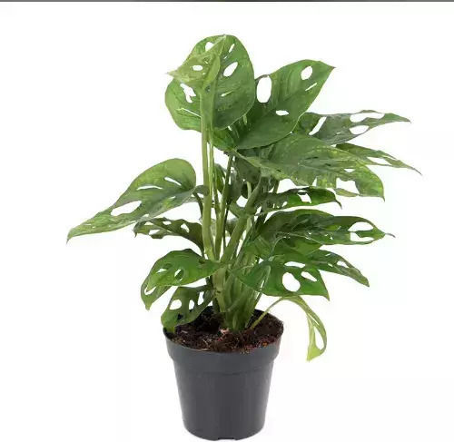 Μονστέρα Monstera Adansonii Υ:35cm Ø14cm