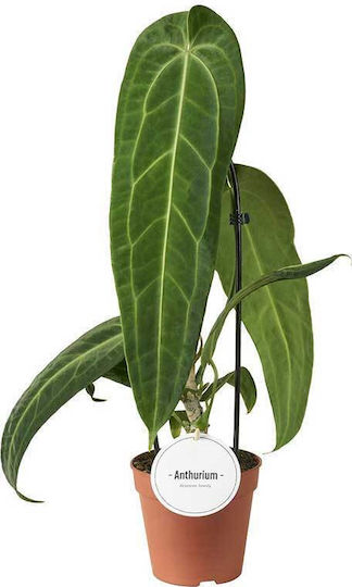 Anthurium Warocqueanum 12cm