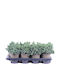 Juniperus 'blue Star' 13cm