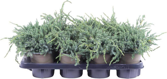 Juniperus 'blue Carpet' 13cm