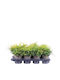 Juniperus 'gold Coast' 13cm