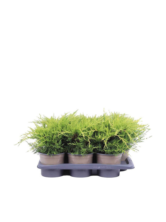 Juniperus 'Old Gold' 17 cm Juniperus 'Old Gold' 17 cm