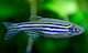 Ζωντανα Ψαρια Zebra Danio Blue