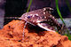 Ζωντανα Ψαρια Γατοψαρα Αμαζον Agamyxis Pectinifrons Cope 1870 Spotted Talking Catfish 6-7 Cm