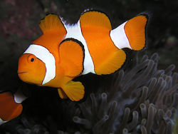 Amphiprion Ocellaris Bred