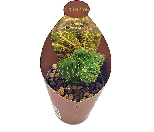 Kakteen Sukkulente Mammillaria Ernestii Cristata
