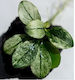 Anubias Nana Pinto Moss Nano Stone Растение