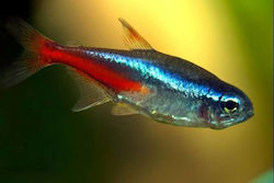 Ζωντανα Ψαρια Ενυδρειου Neon Tetpa Amazon Mini Paracheirodon Innesi Neon Tetra Xl 3.0-3.5cm