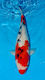 Lebende Aquarienfische Cyprinus Carpio Japan Koi Sanke A-Grade 25cm