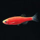 Live Aquarium Fish Zebra Danio Red