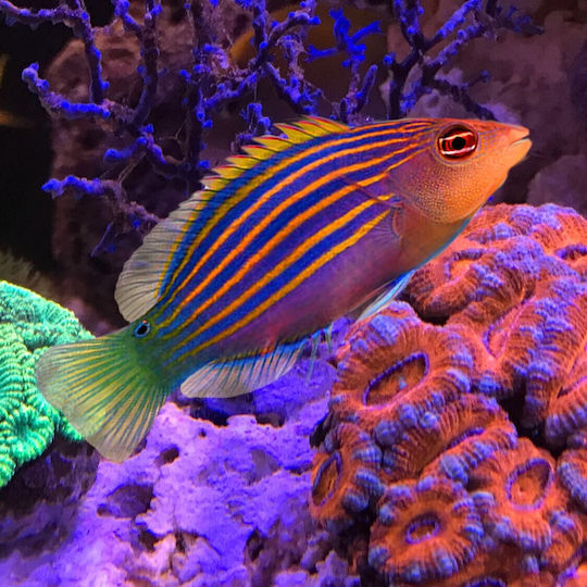 Pești de Acvariu Vii Marini Pseudocheilinus Hexataenia Six-lined Wrasse 6-7cm