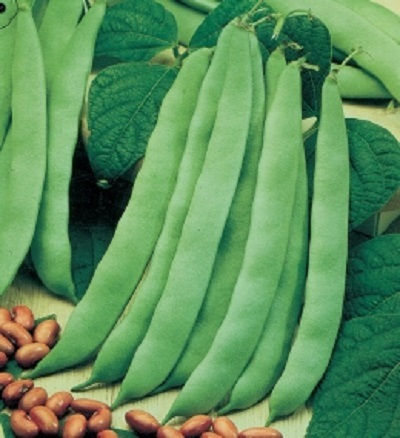 Evotris Σπόροι Φασολιού Ζαργάνα 500gr