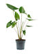 Alocasia Zebrina XL