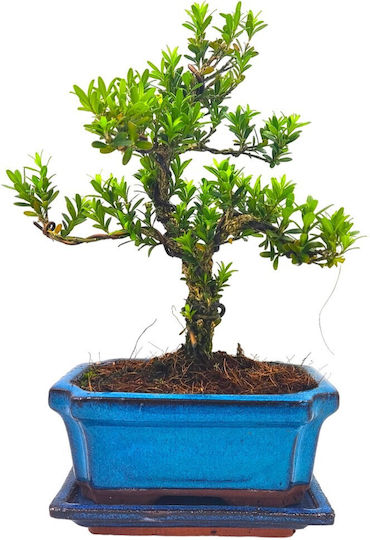 Bonsai Buxus Harlandii Pflanze