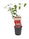 Goji Berry Plant Pot