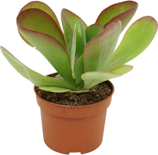 Kalanchoe Thyrsiflora