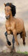 Horses Brown Bath Towel Beach Towel 70x140cm