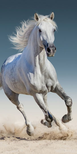 Horses Bath Towel Beach Towel 70*140cm