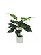 Plantă Iedera Diavolului Verde Real Touch Ghiveci H40cm 12/bax