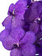 Vanda Hybriden Special Tayanee Blue In Hanging Pot