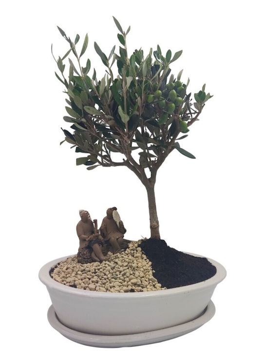 Olive Bonsai Alb Ghiveci Pământ Kiryu & Decorațiune Handmade