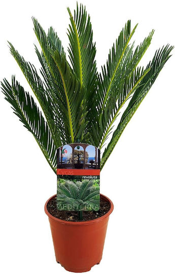 Τσίκας "cycas Revoluta" 30 Εκ